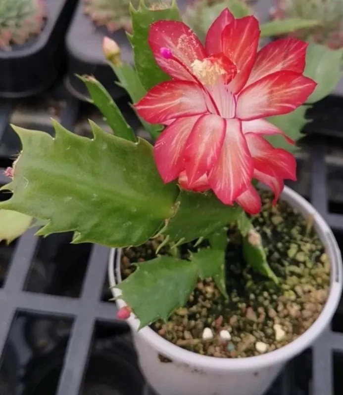 Red Schlumbergera Holiday Cactus Live Plant - 2 Plants in 3 Inch Pot - Indoor/Outdoor Red Schlumbergera Holiday Cactus Live Plant - 2 Plants in 3 Inch Pot - Indoor/Outdoor - Image 6