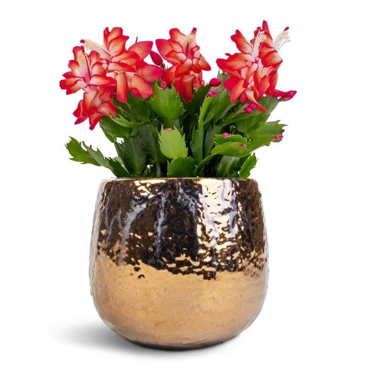Red Schlumbergera Holiday Cactus Live Plant - 2 Plants in 3 Inch Pot - Indoor/Outdoor Red Schlumbergera Holiday Cactus Live Plant - 2 Plants in 3 Inch Pot - Indoor/Outdoor - Image 7