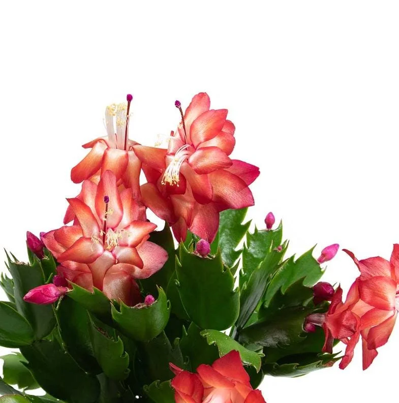 Red Schlumbergera Holiday Cactus Live Plant - 2 Plants in 3 Inch Pot - Indoor/Outdoor Red Schlumbergera Holiday Cactus Live Plant - 2 Plants in 3 Inch Pot - Indoor/Outdoor - Image 8