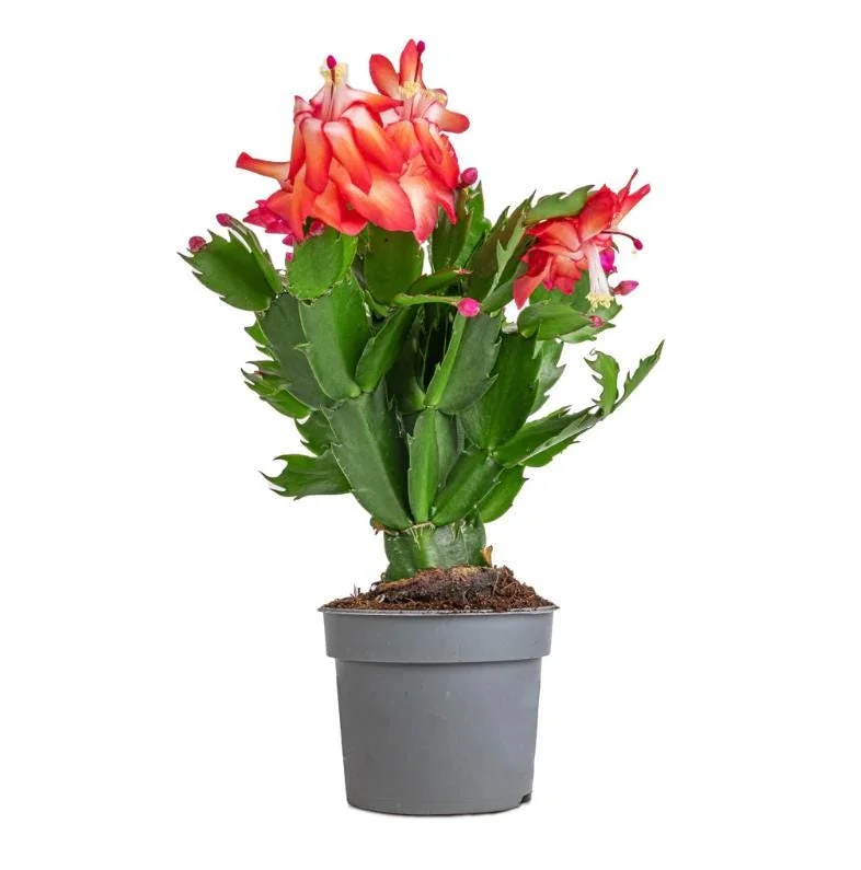 Red Schlumbergera Holiday Cactus Live Plant - 2 Plants in 3 Inch Pot - Indoor/Outdoor Red Schlumbergera Holiday Cactus Live Plant - 2 Plants in 3 Inch Pot - Indoor/Outdoor - Image 9