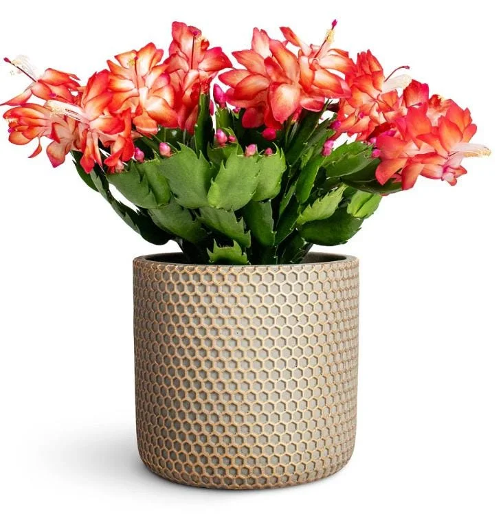 Red Schlumbergera Holiday Cactus Live Plant - 2 Plants in 3 Inch Pot - Indoor/Outdoor Red Schlumbergera Holiday Cactus Live Plant - 2 Plants in 3 Inch Pot - Indoor/Outdoor - Image 1