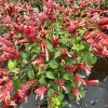 Red Shrimp Plant Live Plants - Justicia Brandegeana Tropical Shrub - 5-7" Tall (Set of 2) - Image 1