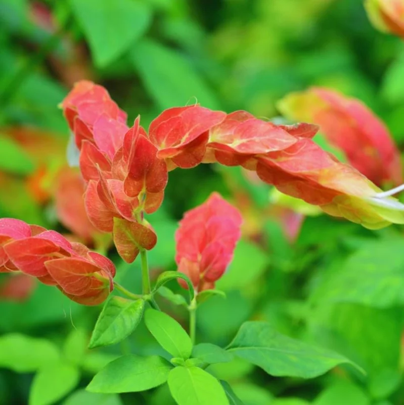 Red Shrimp Plant Live Starter - 4 Inch Pot - 3-6 In Tall - Indoor/Outdoor Red Shrimp Plant Live Starter - 4 Inch Pot - 3-6 In Tall - Indoor/Outdoor - Image 4