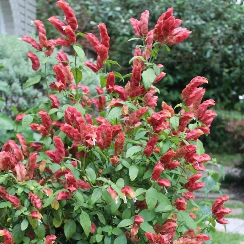 Red Shrimp Plant Live Starter - 4 Inch Pot - 3-6 In Tall - Indoor/Outdoor Red Shrimp Plant Live Starter - 4 Inch Pot - 3-6 In Tall - Indoor/Outdoor - Image 9