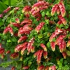 Red Shrimp Plant Live Starter - 4 Inch Pot - 3-6 In Tall - Indoor/Outdoor - Image 1