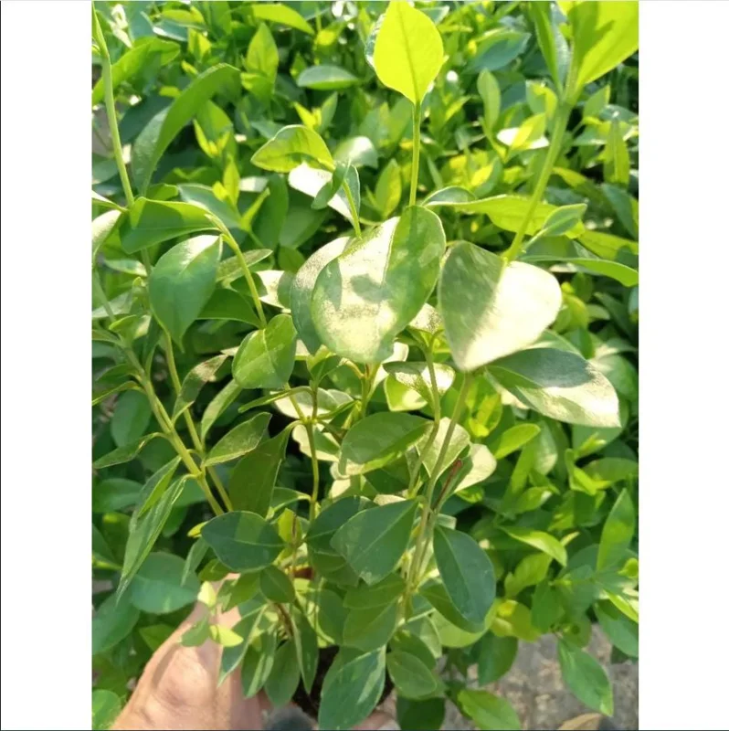 Red Strawberry Guava Live Plant - Psidium Cattleyanum, Sweet Edible Fruit Tree, 4-9 Inch Tall Red Strawberry Guava Live Plant - Psidium Cattleyanum, Sweet Edible Fruit Tree, 4-9 Inch Tall - Image 10