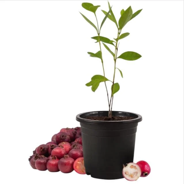 Red Strawberry Guava Live Plant - Psidium Cattleyanum, Sweet Edible Fruit Tree, 4-9 Inch Tall Red Strawberry Guava Live Plant - Psidium Cattleyanum, Sweet Edible Fruit Tree, 4-9 Inch Tall - Image 2