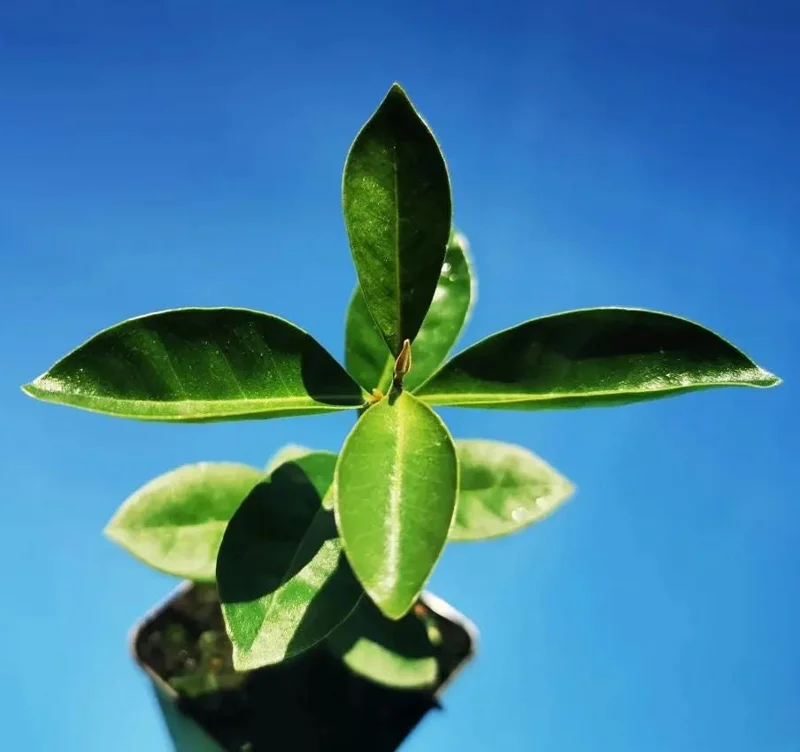 Red Strawberry Guava Live Plant - Psidium Cattleyanum, Sweet Edible Fruit Tree, 4-9 Inch Tall Red Strawberry Guava Live Plant - Psidium Cattleyanum, Sweet Edible Fruit Tree, 4-9 Inch Tall - Image 4