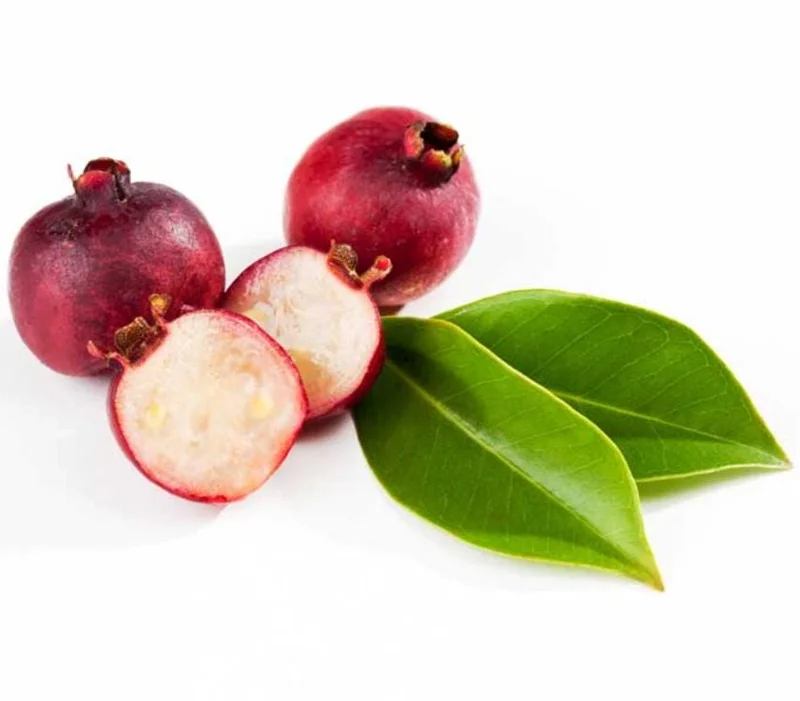 Red Strawberry Guava Live Plant - Psidium Cattleyanum, Sweet Edible Fruit Tree, 4-9 Inch Tall Red Strawberry Guava Live Plant - Psidium Cattleyanum, Sweet Edible Fruit Tree, 4-9 Inch Tall - Image 5