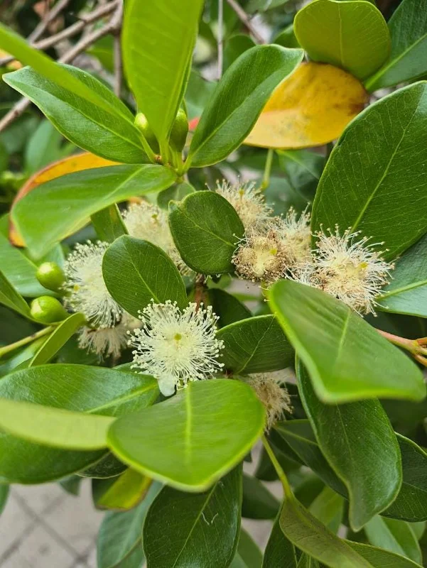 Red Strawberry Guava Live Plant - Psidium Cattleyanum, Sweet Edible Fruit Tree, 4-9 Inch Tall Red Strawberry Guava Live Plant - Psidium Cattleyanum, Sweet Edible Fruit Tree, 4-9 Inch Tall - Image 6