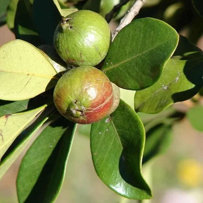 Red Strawberry Guava Live Plant - Psidium Cattleyanum, Sweet Edible Fruit Tree, 4-9 Inch Tall Red Strawberry Guava Live Plant - Psidium Cattleyanum, Sweet Edible Fruit Tree, 4-9 Inch Tall - Image 7