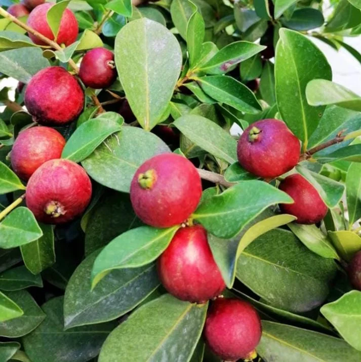 Red Strawberry Guava Live Plant - Psidium Cattleyanum, Sweet Edible Fruit Tree, 4-9 Inch Tall Red Strawberry Guava Live Plant - Psidium Cattleyanum, Sweet Edible Fruit Tree, 4-9 Inch Tall - Image 8