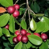 Red Strawberry Guava Live Plant - Psidium Cattleyanum, Sweet Edible Fruit Tree, 4-9 Inch Tall Red Strawberry Guava Live Plant - Psidium Cattleyanum, Sweet Edible Fruit Tree, 4-9 Inch Tall - Image 1
