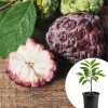 Red Sugar Apple Tree Live Plant, Sweet Annona Squamosa Seedling, 8-12 Inches Tall, Half Gallon Pot - Image 1