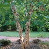River Birch Live Tree - 12-18" Tall, 1qt Pot, Multi-Stem Betula Nigra - Image 1