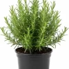 Rosemary Live Plant Set of 2 – 3-6 Inch Herb Starter Plants in 4 Inch Pots Indoor/Outdoor - Image 1