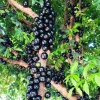 Sabara Jaboticaba Live Plant – Fruit Tree – 4 Inch Pot – Outdoor Tropical - Image 1