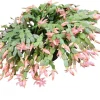 Salmon Christmas Cactus Live Plants - 2 Schlumbergera in 3-inch Pot - Image 1