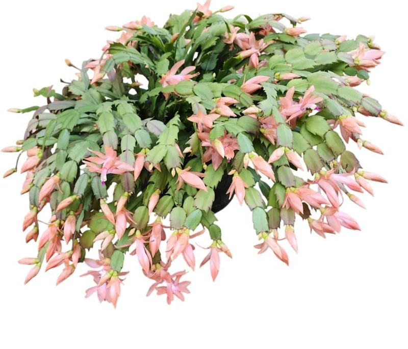 Salmon Christmas Cactus Live Plants - 2 Schlumbergera in 3-inch Pot Salmon Christmas Cactus Live Plants - 2 Schlumbergera in 3-inch Pot - Image 1