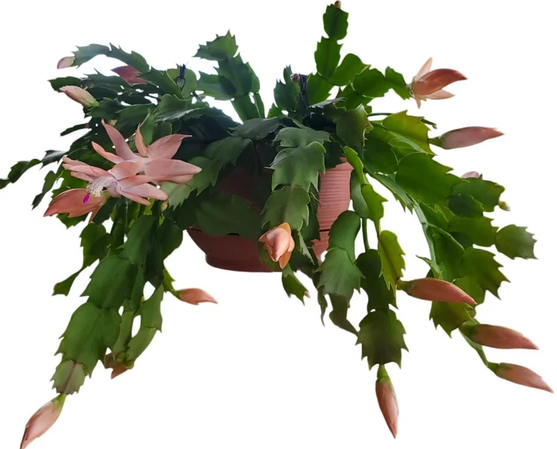 Salmon Christmas Cactus Live Plants - 2 Schlumbergera in 3-inch Pot Salmon Christmas Cactus Live Plants - 2 Schlumbergera in 3-inch Pot - Image 3