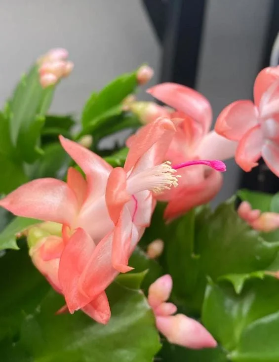 Salmon Christmas Cactus Live Plants - 2 Schlumbergera in 3-inch Pot Salmon Christmas Cactus Live Plants - 2 Schlumbergera in 3-inch Pot - Image 4