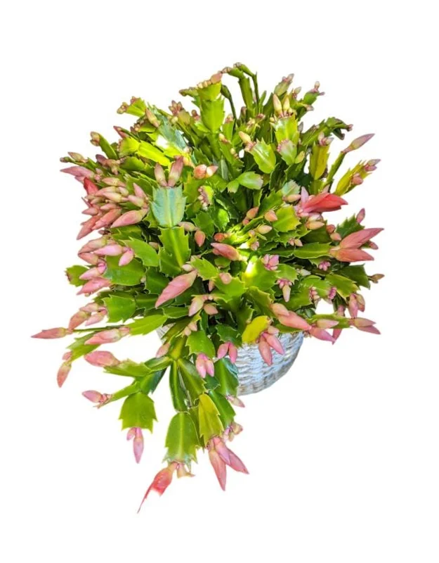 Salmon Christmas Cactus Live Plants - 2 Schlumbergera in 3-inch Pot Salmon Christmas Cactus Live Plants - 2 Schlumbergera in 3-inch Pot - Image 5