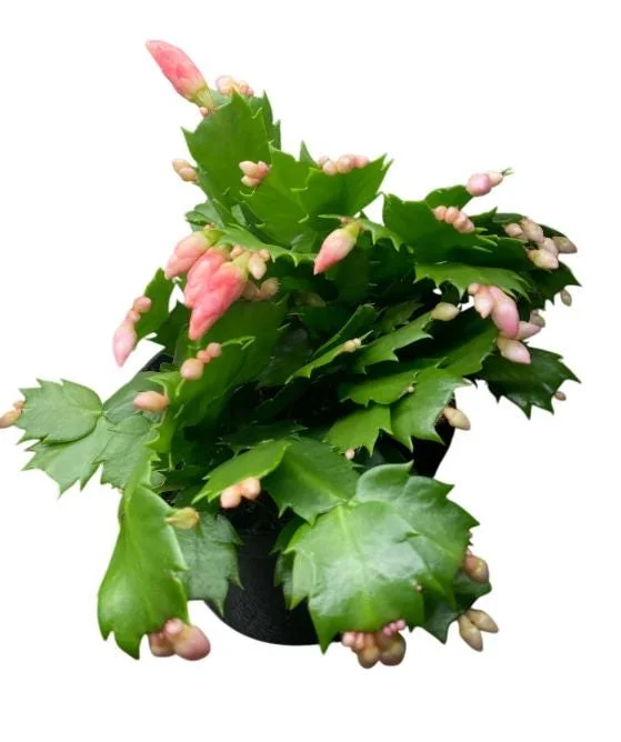 Salmon Christmas Cactus Live Plants - 2 Schlumbergera in 3-inch Pot Salmon Christmas Cactus Live Plants - 2 Schlumbergera in 3-inch Pot - Image 6