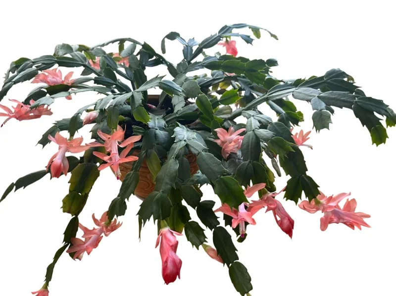 Salmon Christmas Cactus Live Plants - 2 Schlumbergera in 3-inch Pot Salmon Christmas Cactus Live Plants - 2 Schlumbergera in 3-inch Pot - Image 7