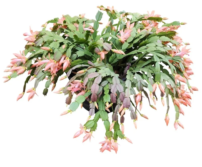 Salmon Christmas Cactus Live Plants - 2 Schlumbergera in 3-inch Pot Salmon Christmas Cactus Live Plants - 2 Schlumbergera in 3-inch Pot - Image 8