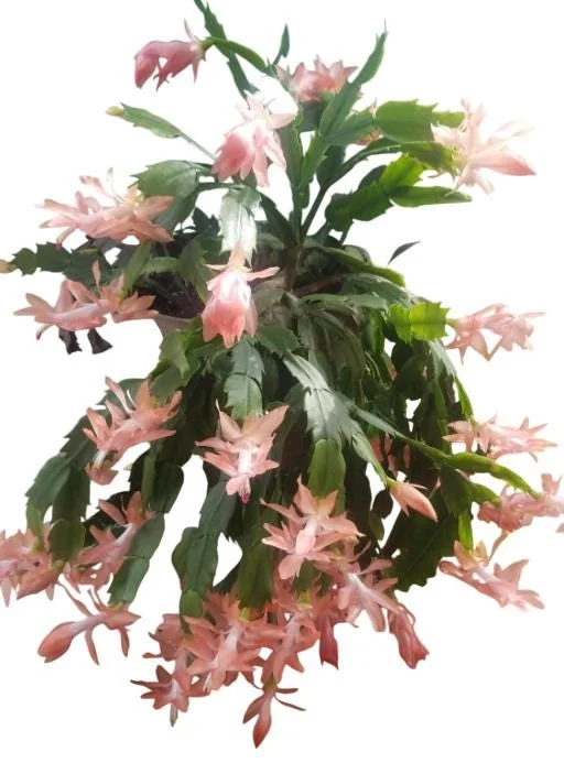Salmon Christmas Cactus Live Plants - 2 Schlumbergera in 3-inch Pot Salmon Christmas Cactus Live Plants - 2 Schlumbergera in 3-inch Pot - Image 9