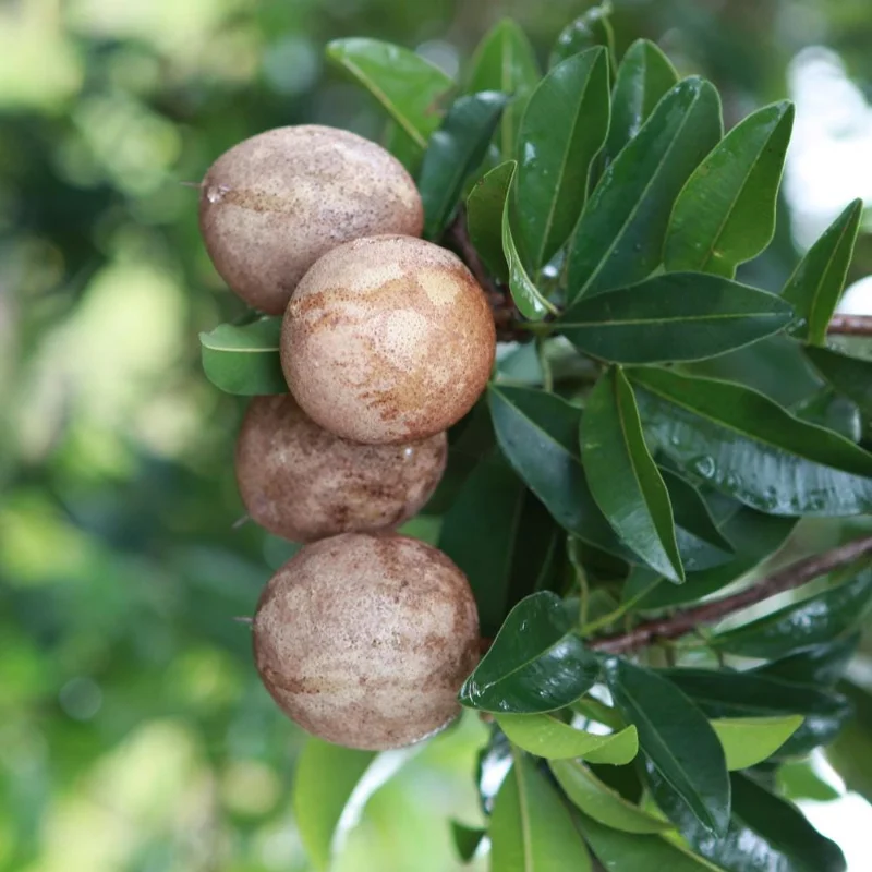 Sapodilla Live Tree – Sweet Edible Fruit Plant – Half Gallon Pot - Image 2