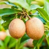 Sapodilla Live Tree – Sweet Edible Fruit Plant – Half Gallon Pot - Image 1