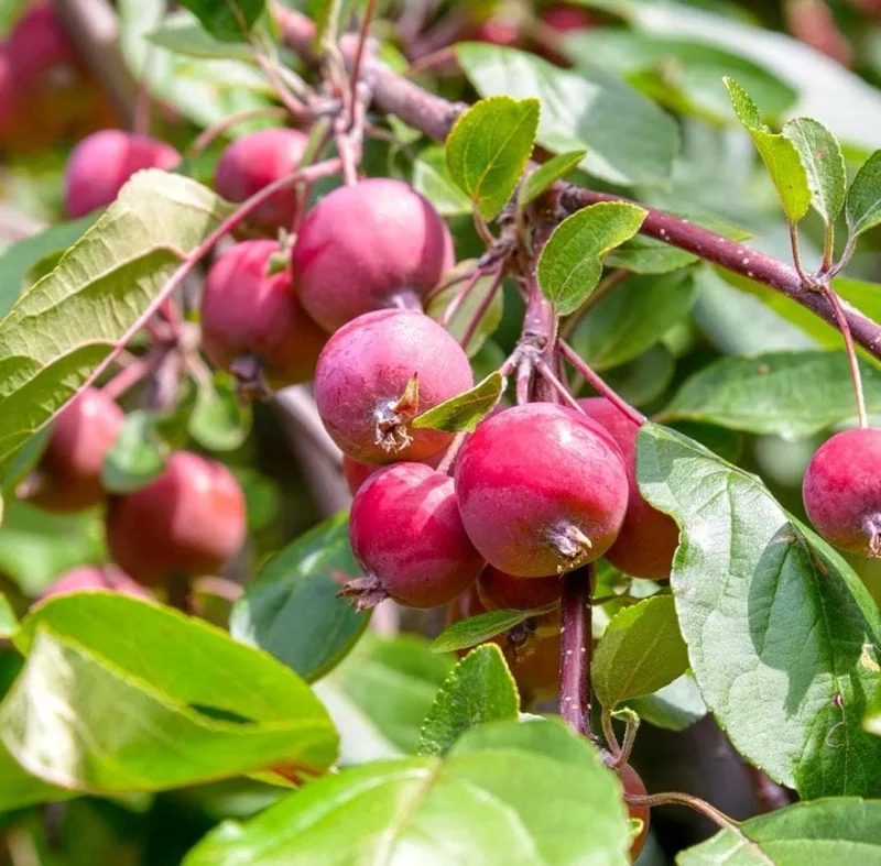 Sargent Roselow Crabapple Trees - 2 Live Plants, 6-12" Tall, Outdoor Sargent Roselow Crabapple Trees - 2 Live Plants, 6-12" Tall, Outdoor - Image 10