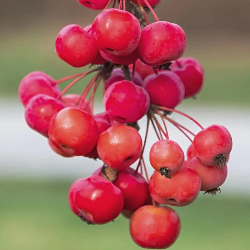 Sargent Roselow Crabapple Trees - 2 Live Plants, 6-12" Tall, Outdoor Sargent Roselow Crabapple Trees - 2 Live Plants, 6-12" Tall, Outdoor - Image 9