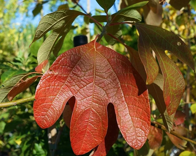 Sassafras Albidum Tree - 2 White Sassafras Bare Root Plants, 1-2 Ft Tall, Outdoor Deciduous Sassafras Albidum Tree - 2 White Sassafras Bare Root Plants, 1-2 Ft Tall, Outdoor Deciduous - Image 10