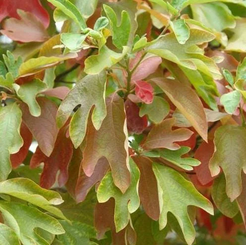 Sassafras Albidum Tree - 2 White Sassafras Bare Root Plants, 1-2 Ft Tall, Outdoor Deciduous Sassafras Albidum Tree - 2 White Sassafras Bare Root Plants, 1-2 Ft Tall, Outdoor Deciduous - Image 2