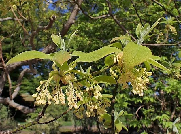 Sassafras Albidum Tree - 2 White Sassafras Bare Root Plants, 1-2 Ft Tall, Outdoor Deciduous Sassafras Albidum Tree - 2 White Sassafras Bare Root Plants, 1-2 Ft Tall, Outdoor Deciduous - Image 4