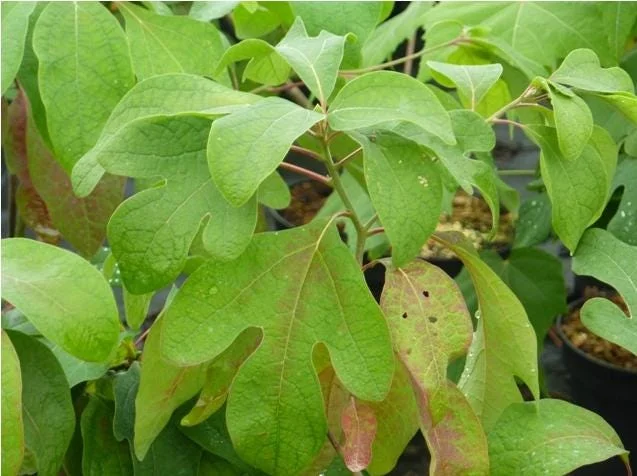 Sassafras Albidum Tree - 2 White Sassafras Bare Root Plants, 1-2 Ft Tall, Outdoor Deciduous Sassafras Albidum Tree - 2 White Sassafras Bare Root Plants, 1-2 Ft Tall, Outdoor Deciduous - Image 5