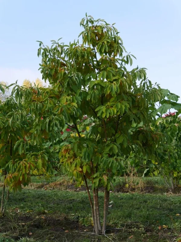 Sassafras Albidum Tree - 2 White Sassafras Bare Root Plants, 1-2 Ft Tall, Outdoor Deciduous Sassafras Albidum Tree - 2 White Sassafras Bare Root Plants, 1-2 Ft Tall, Outdoor Deciduous - Image 7