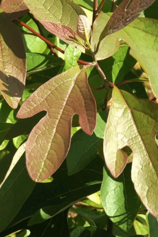Sassafras Albidum Tree - 2 White Sassafras Bare Root Plants, 1-2 Ft Tall, Outdoor Deciduous Sassafras Albidum Tree - 2 White Sassafras Bare Root Plants, 1-2 Ft Tall, Outdoor Deciduous - Image 8