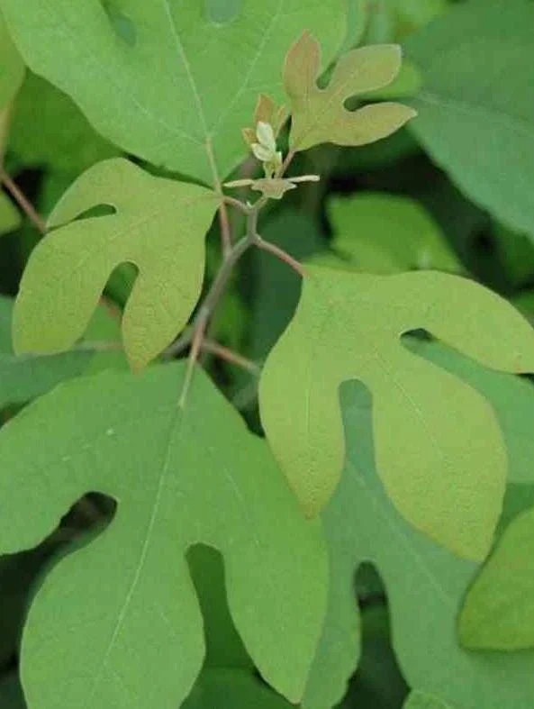 Sassafras Albidum Tree - 2 White Sassafras Bare Root Plants, 1-2 Ft Tall, Outdoor Deciduous Sassafras Albidum Tree - 2 White Sassafras Bare Root Plants, 1-2 Ft Tall, Outdoor Deciduous - Image 9