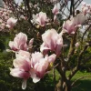 Saucer Magnolia Live Plant - 6-12" Tall, 3" Pot - Pink Flower Tree - Image 1