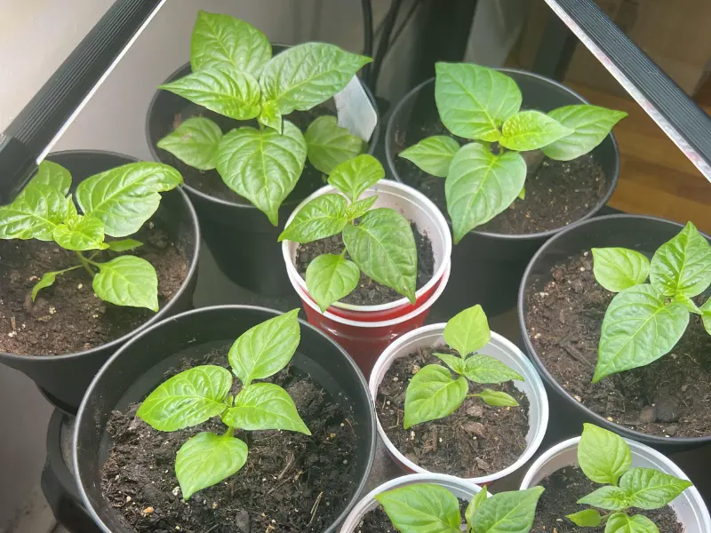scotch bonnet live plant