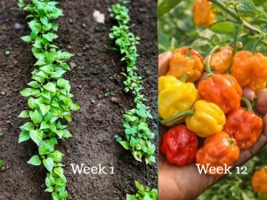 scotch bonnet pepper live plants and fruits