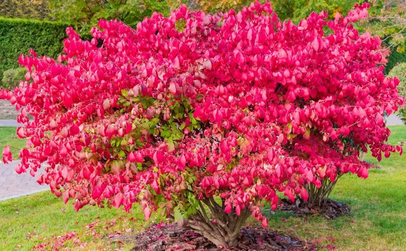 Set of 10 Dwarf Burning Bush Bare Roots - 5-12" Tall - Euonymus alatus - Hardy Shrub with Brilliant Red Fall Color Set of 10 Dwarf Burning Bush Bare Roots - 5-12" Tall - Euonymus alatus - Hardy Shrub with Brilliant Red Fall Color - Image 2