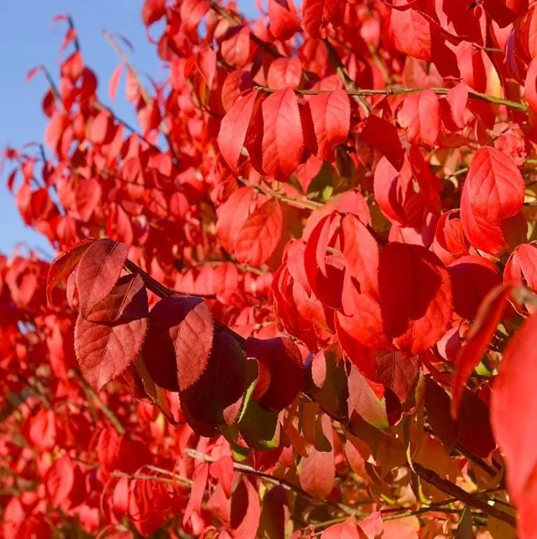 Set of 10 Dwarf Burning Bush Bare Roots - 5-12" Tall - Euonymus alatus - Hardy Shrub with Brilliant Red Fall Color Set of 10 Dwarf Burning Bush Bare Roots - 5-12" Tall - Euonymus alatus - Hardy Shrub with Brilliant Red Fall Color - Image 5