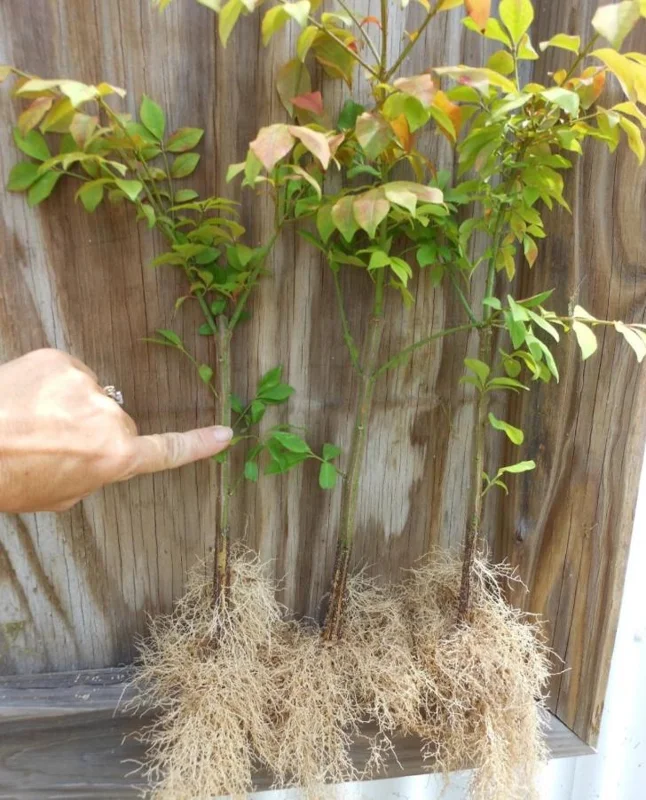 Set of 10 Dwarf Burning Bush Bare Roots - 5-12" Tall - Euonymus alatus - Hardy Shrub with Brilliant Red Fall Color Set of 10 Dwarf Burning Bush Bare Roots - 5-12" Tall - Euonymus alatus - Hardy Shrub with Brilliant Red Fall Color - Image 7