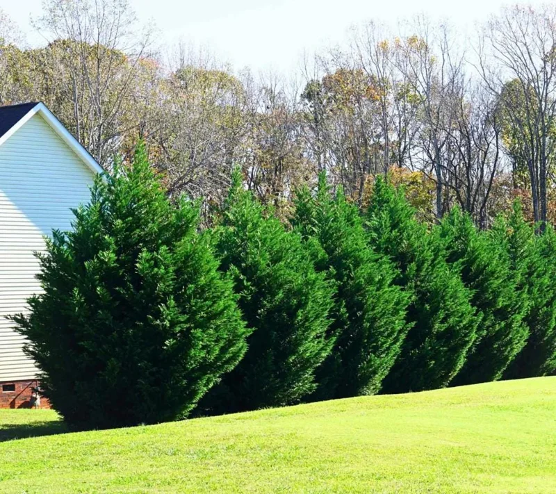 Set of 10 Leyland Cypress Live Trees - 6-12" Tall, 3" Pot - Evergreen Privacy Plant Set of 10 Leyland Cypress Live Trees - 6-12" Tall, 3" Pot - Evergreen Privacy Plant - Image 2