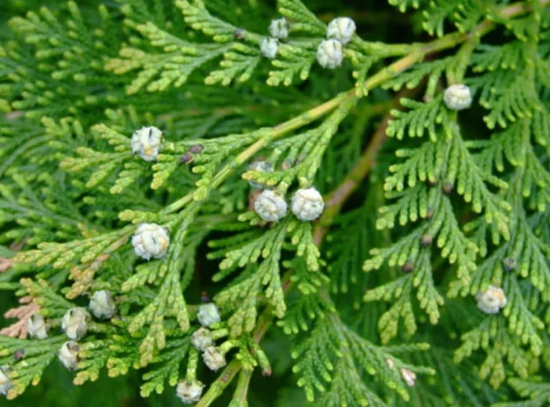 Set of 10 Leyland Cypress Live Trees - 6-12" Tall, 3" Pot - Evergreen Privacy Plant Set of 10 Leyland Cypress Live Trees - 6-12" Tall, 3" Pot - Evergreen Privacy Plant - Image 5