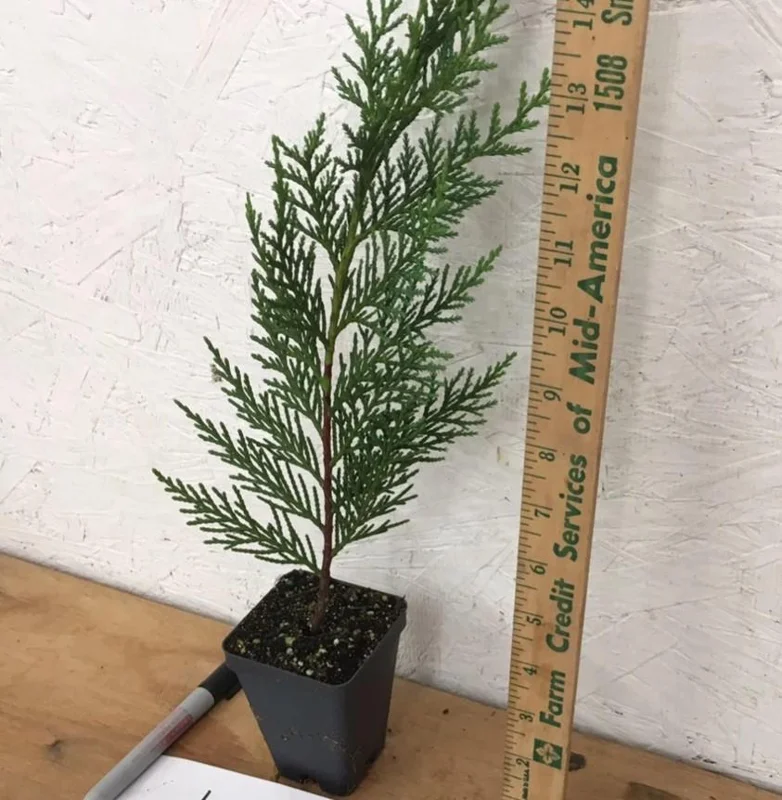 Set of 10 Leyland Cypress Live Trees - 6-12" Tall, 3" Pot - Evergreen Privacy Plant Set of 10 Leyland Cypress Live Trees - 6-12" Tall, 3" Pot - Evergreen Privacy Plant - Image 6